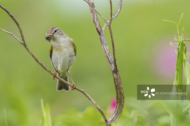柳莺（Phylloscopus trochilus）父母每分钟都会为雏鸟带回食物，育雏，鸟巢，德国图片素材