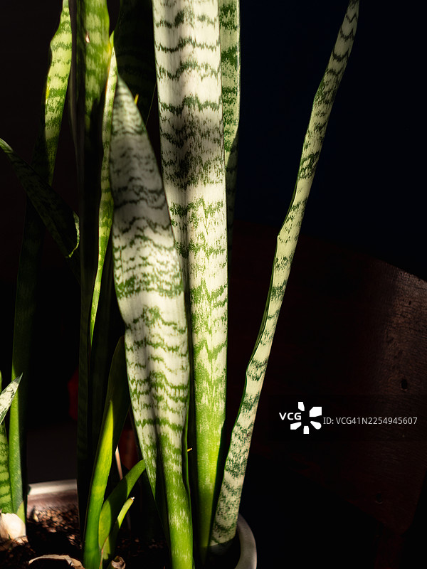虎皮兰叶片特写，展现绿色和银色斑纹以及直立的剑形形态。强烈的定向阳光营造出对比和阴影，深色的室内背景则突出了叶片纹理。图片素材