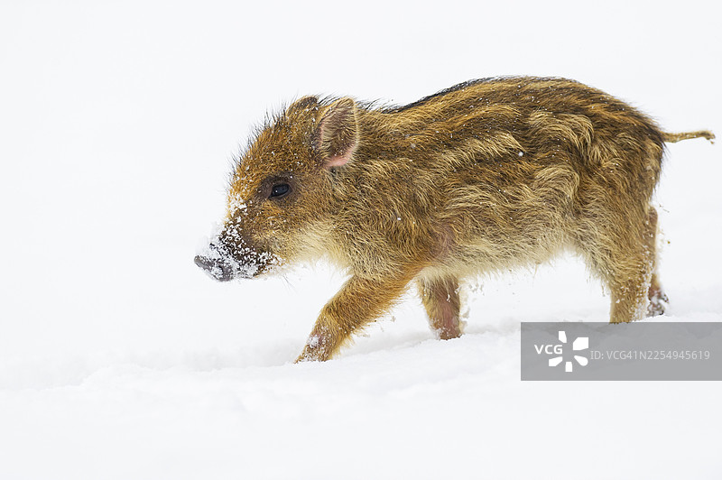 雪地里的野猪（Sus scrofa），新鲜的野猪，梅勒，下萨克森，德国图片素材