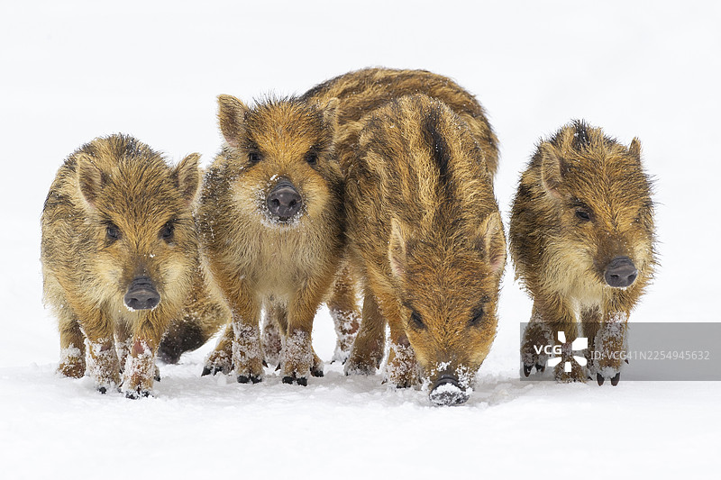 雪地里的野猪（Sus scrofa），新鲜的野猪，梅勒，下萨克森，德国图片素材