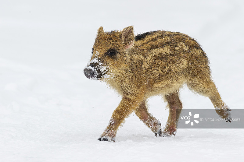 雪地里的野猪（Sus scrofa），新鲜的野猪，梅勒，下萨克森，德国图片素材