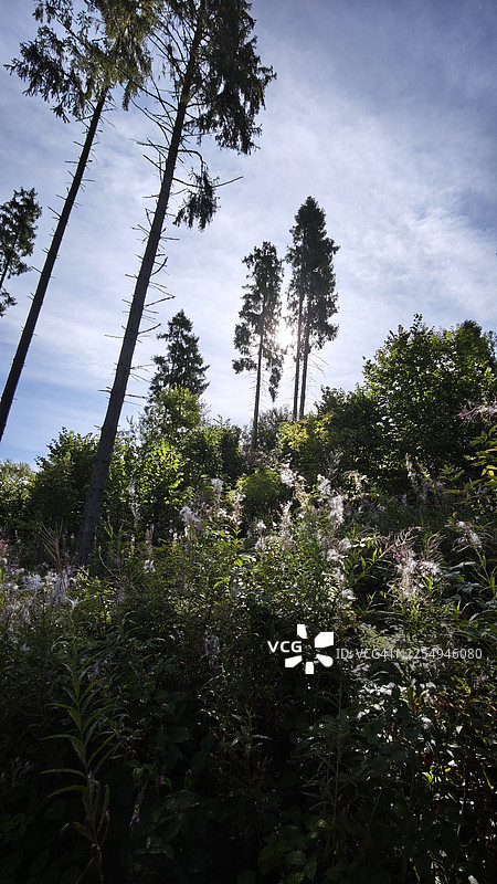 逆光下的森林植被，高耸的云杉树直插明亮的天空。阳光透过树枝，照亮了林下草丛中的种子头和野草。混合林场景，光影交错，深邃的阴影与闪耀的高光并存。图片素材