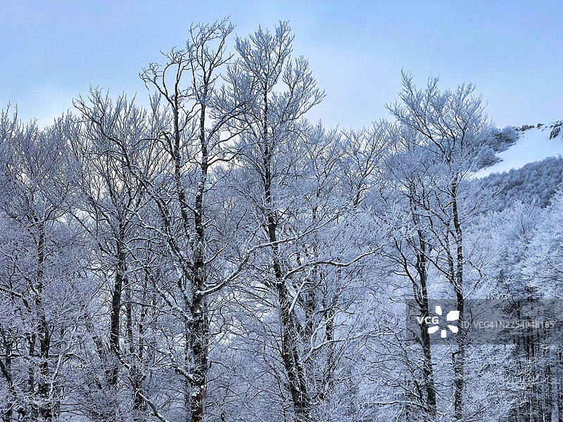 冰封的森林图片素材