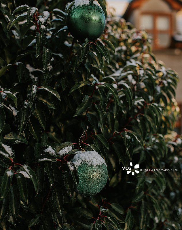 圣诞节期间，大颗的绿色装饰球挂在户外的树上，上面覆盖着雪。图片素材