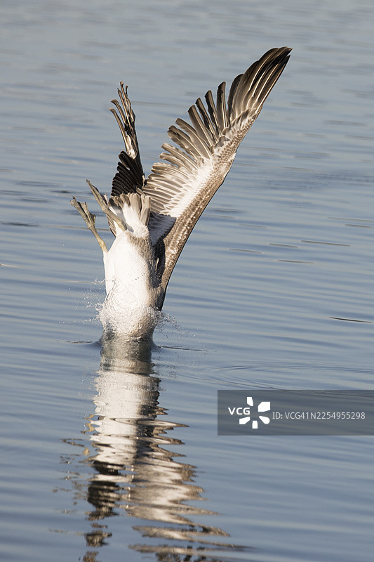 棕色鹈鹕潜入水中捕鱼图片素材