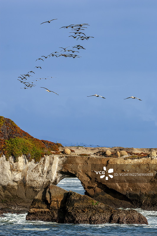 鹈鹕翱翔于岩石嶙峋的太平洋海岸上空图片素材