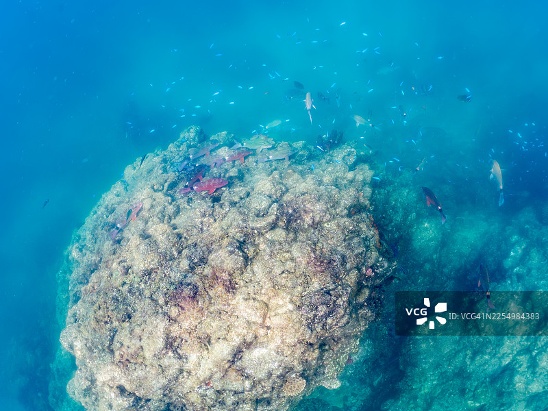 白斑角箱鲀，Parupeneus ciliatus，海金翅，Pseudanthias squamipinnis，天竺鯛，Pomacentrus coelestis，东方蝴蝶鱼，Chaetodon aurites，及其他。鱼群。南伊豆仲木港平野海岸，伊豆半岛。图片素材