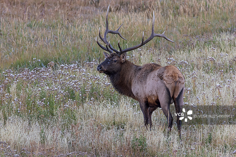 公麋鹿发情期图片素材