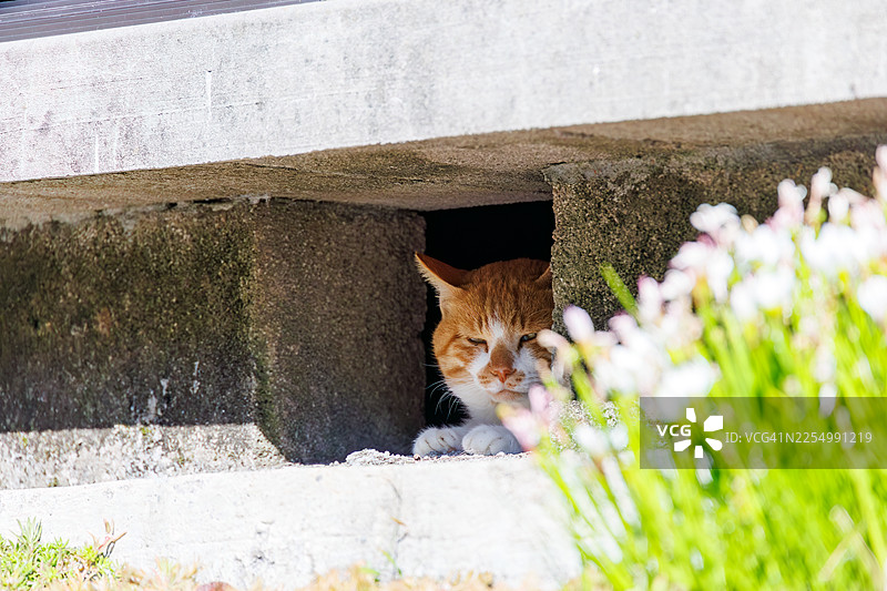 一只可爱的岛屿猫在式根岛上。图片素材