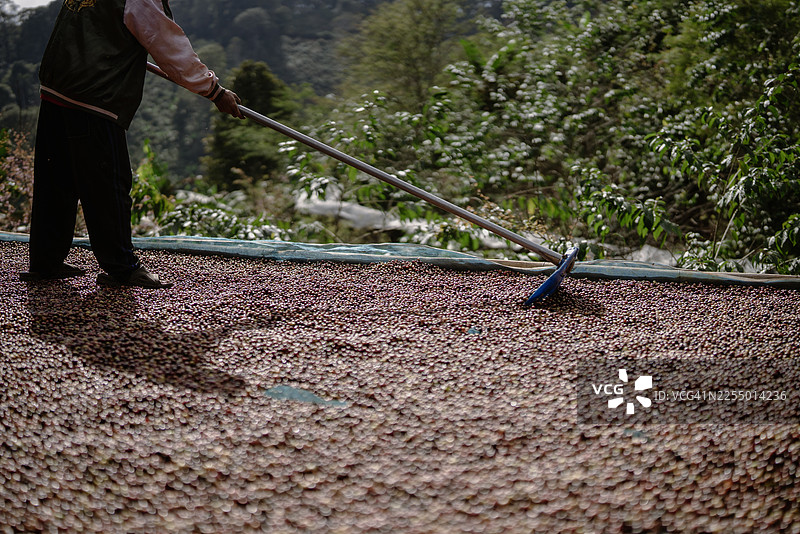 泰国北部清莱府邦空高原高海拔山区（海拔1400-1500米）高地森林中阿拉比卡咖啡的种植景观及其处理方法图片素材