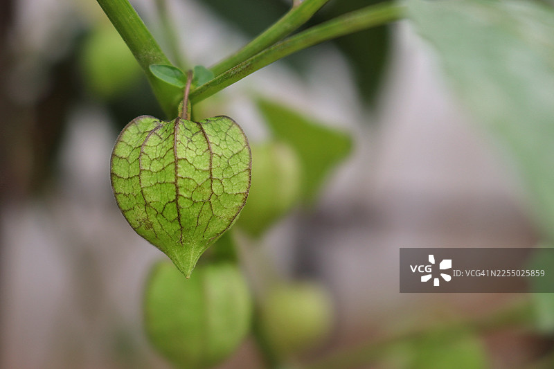 印度尼西亚茂物地区灯笼果（Physalis angulata）特写图片素材