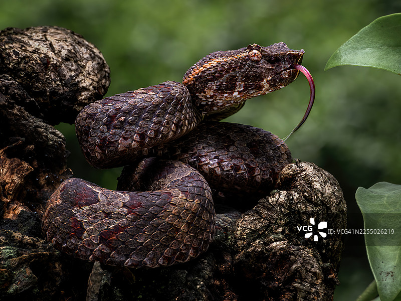 犁鼻蝮图片素材