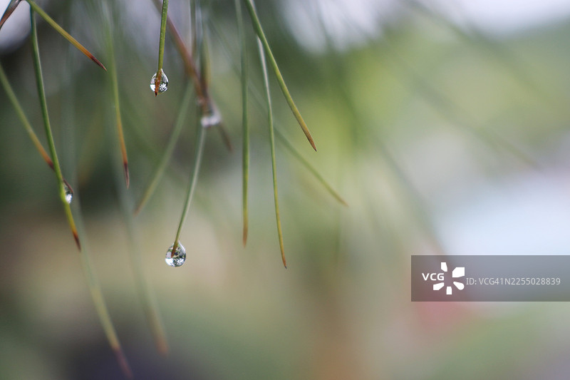 雨滴特写，背景是模糊的树木。图片素材