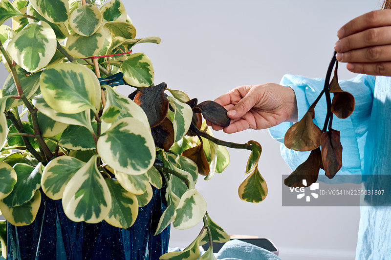 一个人正在检查一株叶子发黄腐烂的植物图片素材