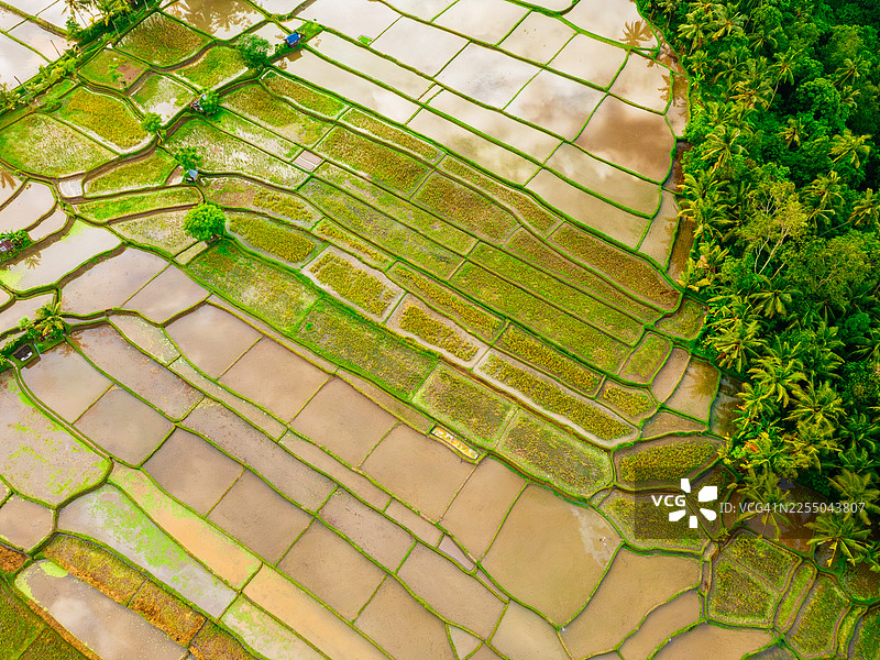 从空中俯瞰印度尼西亚巴厘岛乡村被热带棕榈树和茂密植被环绕的淹没的绿色稻田和梯田图片素材