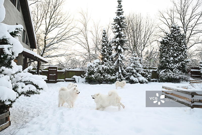 冬日花园图片素材