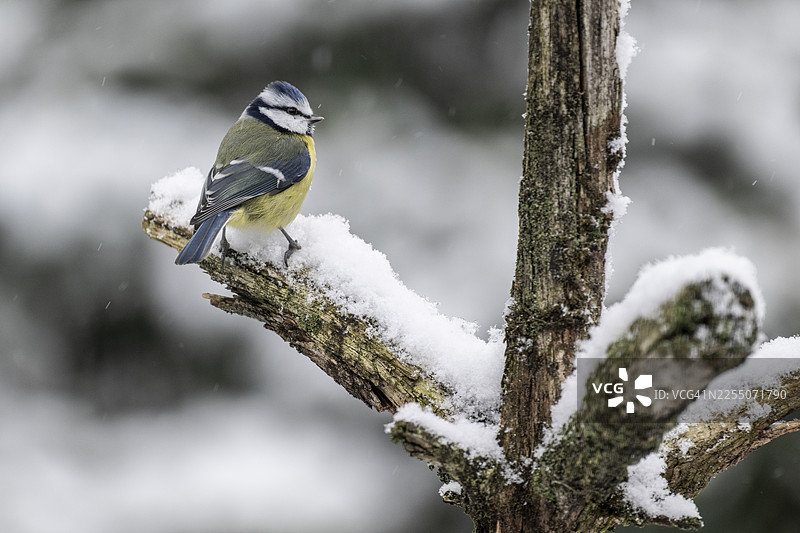 蓝冠山雀（Parus caerulea），德国下萨克森州埃姆斯兰图片素材