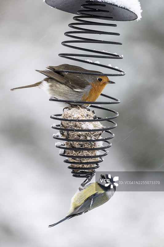 蓝冠山雀（Parus caerulea）和知更鸟（Erithacus rubecula）在下萨克森州埃姆斯兰的欧亚山雀喂食器上图片素材