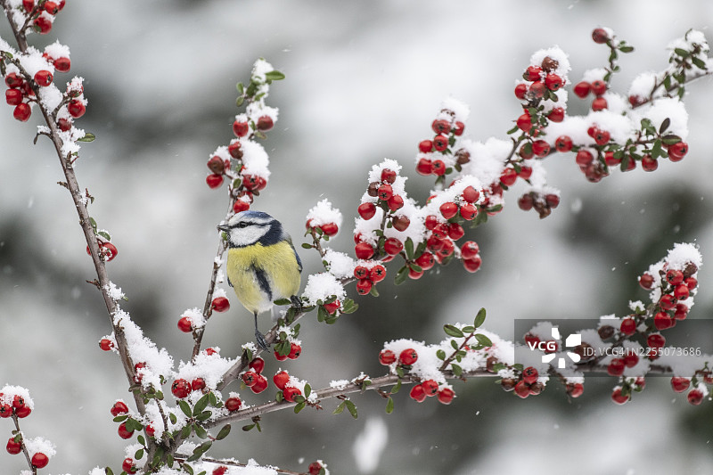 蓝冠山雀（Parus caerulea），德国下萨克森州埃姆斯兰图片素材