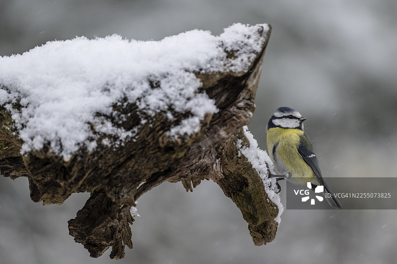 蓝冠山雀（Parus caerulea），德国下萨克森州埃姆斯兰图片素材
