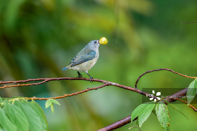 黄臀花 woodpecker（Prionochilus xanthopygius）的自然野生动物图像，它是婆罗洲特有的物种图片素材