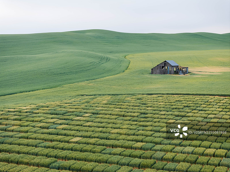 航拍华盛顿州帕洛斯地区几何麦田研究地块中的历史木制谷仓图片素材