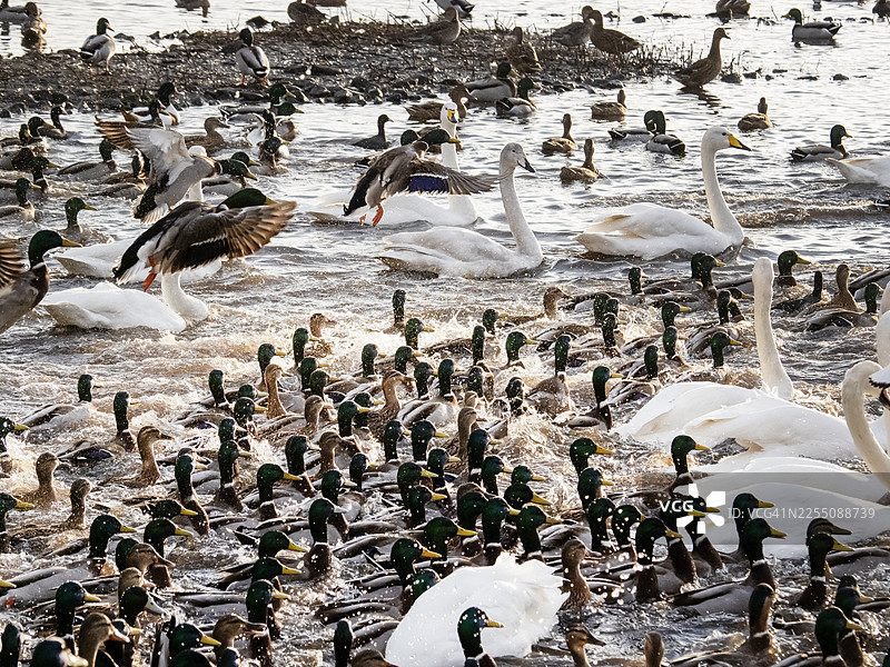 英国兰开夏郡绍斯波特附近的WWT马丁梅尔湿地的水禽图片素材