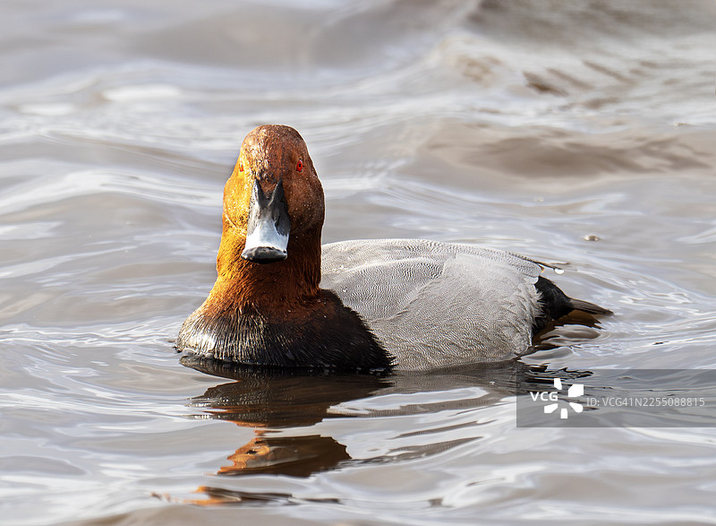 雄性赤头麻鸭（Aythya ferina）在英国兰开夏郡绍斯波特附近的WWT Martin Mere湿地保护区图片素材
