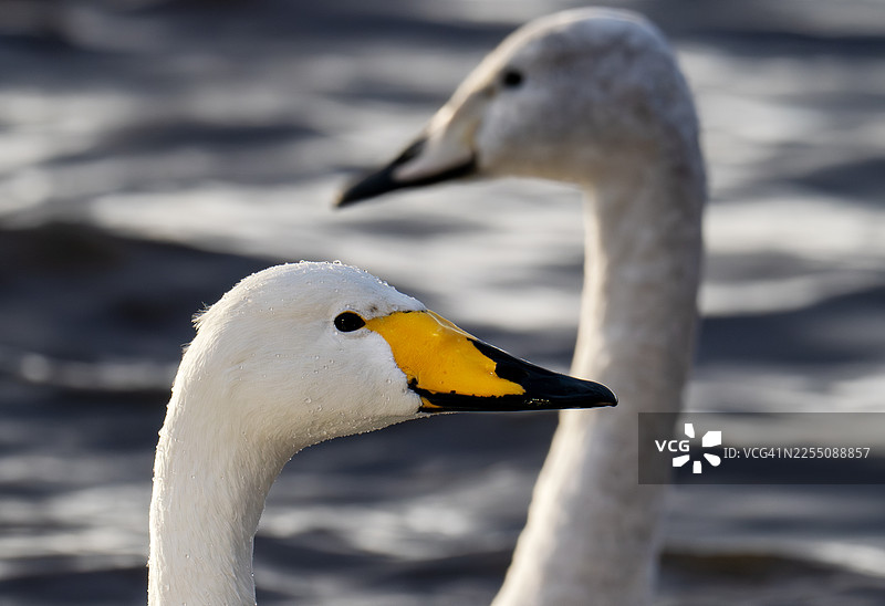 疣鼻天鹅（Cygnus cygnus），位于英国兰开夏郡绍斯波特附近的WWT马丁梅尔湿地。图片素材