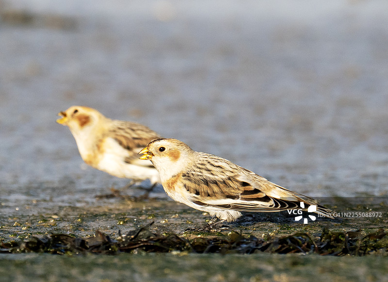 雪鹀（Plectrophenax nivalis），摄于英国柴郡利瑟的雪鹀图片素材
