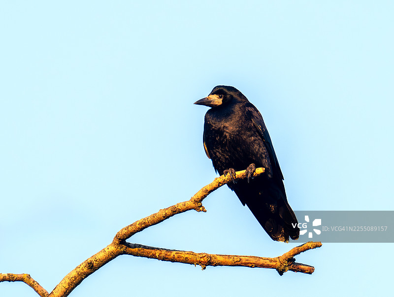 欧洲乌鸦（Corvus frugilegus）在日落时分栖息在英国诺森伯兰郡恩布尔顿的一棵树上。图片素材