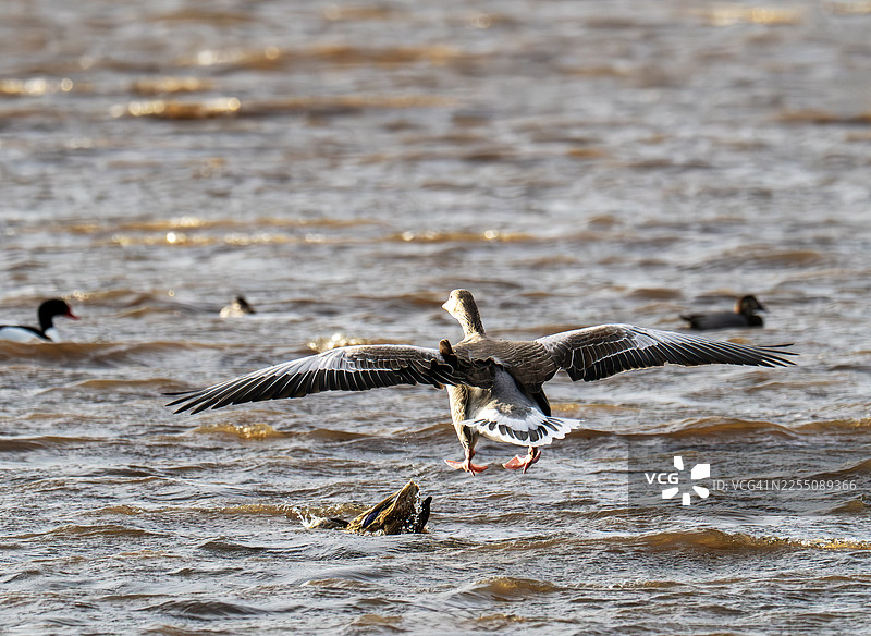 一只灰雁（Anser anser）在英国兰开夏郡索斯波特附近的马丁梅尔湿地中心（WWT Martin Mere）降落图片素材