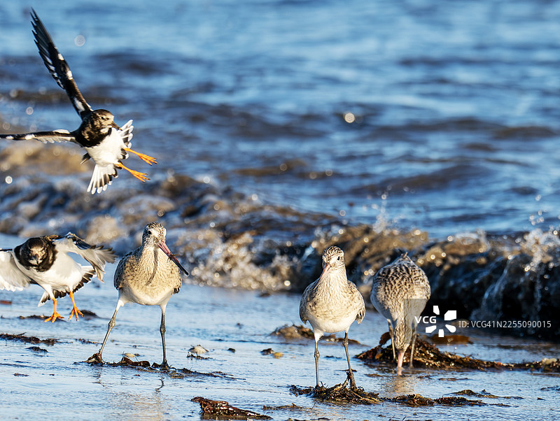 英国诺森伯兰郡布兰德内尔附近海滩上，斑尾塍鹬（Limosa lapponica）在拍照时被干扰图片素材