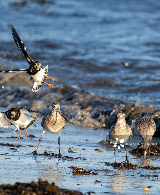 英国诺森伯兰郡比德内尔附近海滩上，一只正在进行“照片炸弹”的斑尾塍鹬（Limosa lapponica）。图片素材