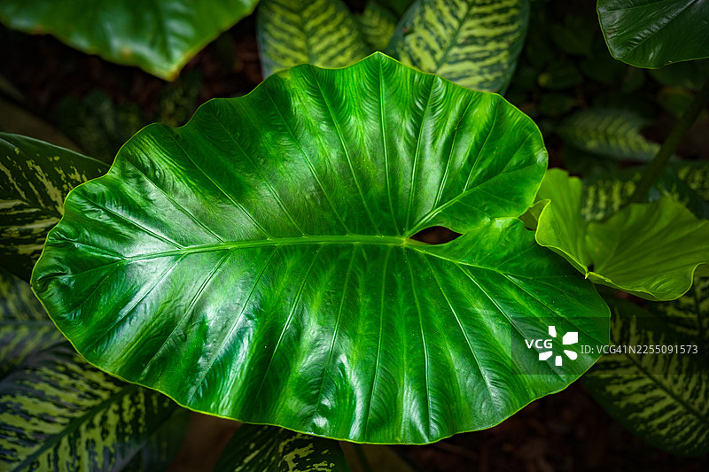 一种名为“东方滴水观音”的热带植物，又称象耳芋。叶片纹理背景，绿色叶片图案背景，自然背景和壁纸。图片素材