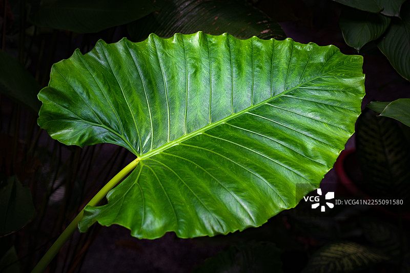热带植物异叶海芋，又称大象耳。叶片纹理背景。绿色叶子图案背景。自然背景和壁纸图片素材