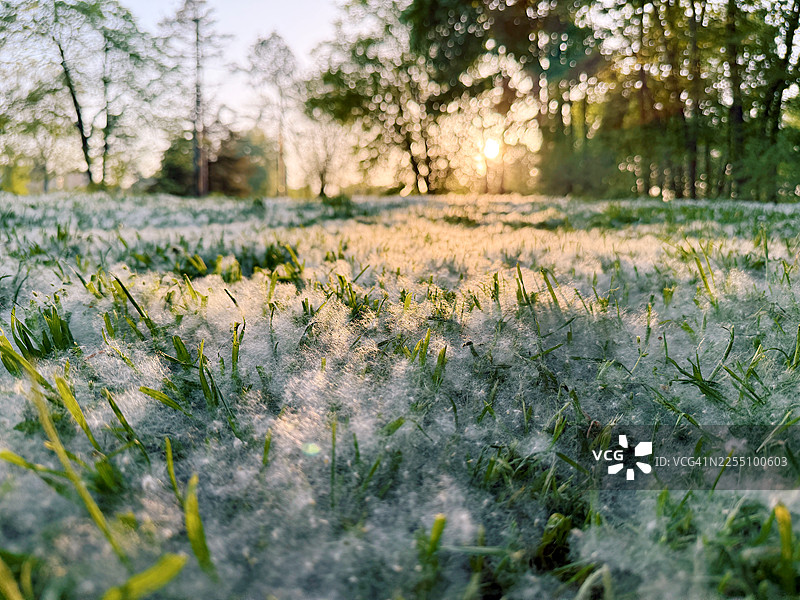 阳光透过杨絮洒在公园的草地上图片素材