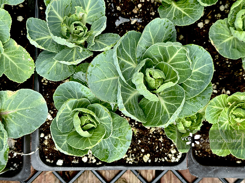 花园育苗盘中的抱子甘蓝幼苗和猫薄荷植物图片素材