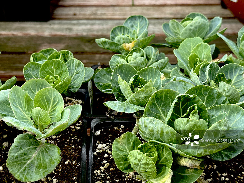 花园育苗盘中的抱子甘蓝幼苗和猫薄荷植物图片素材
