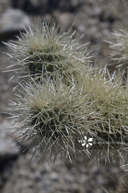 仙人掌的刺，特写图片素材