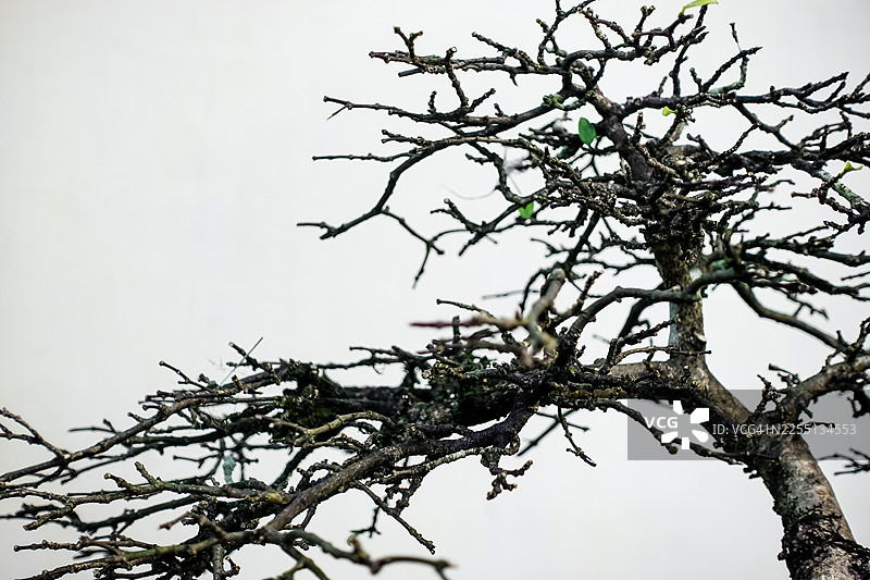 白色背景上的越南黄梅（Ochna integerrima）盆景树枝图片素材