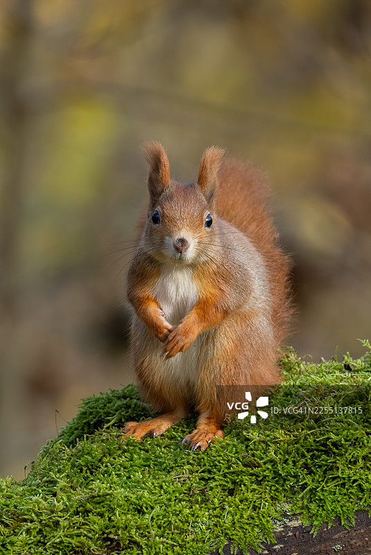 美丽的欧亚红松鼠（Sciurus vulgaris）在树桩上休息。图片素材