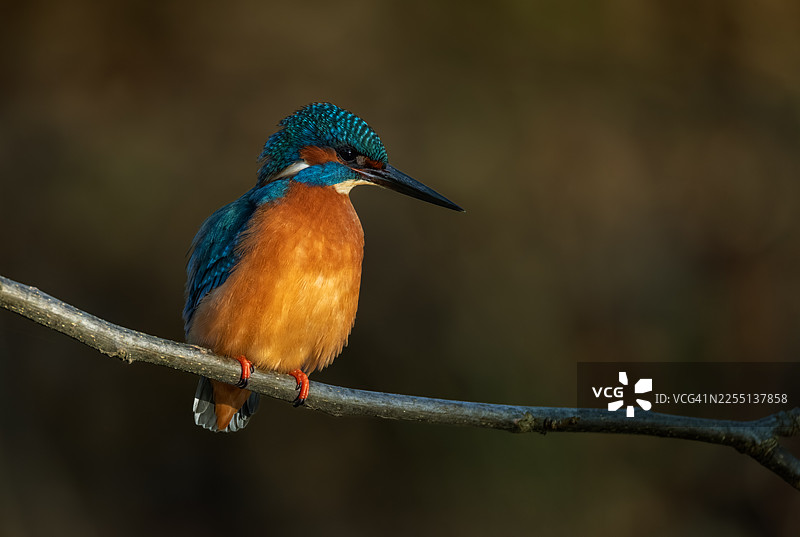 清晨，一只美丽的普通翠鸟（Alcedo atthis）。图片素材