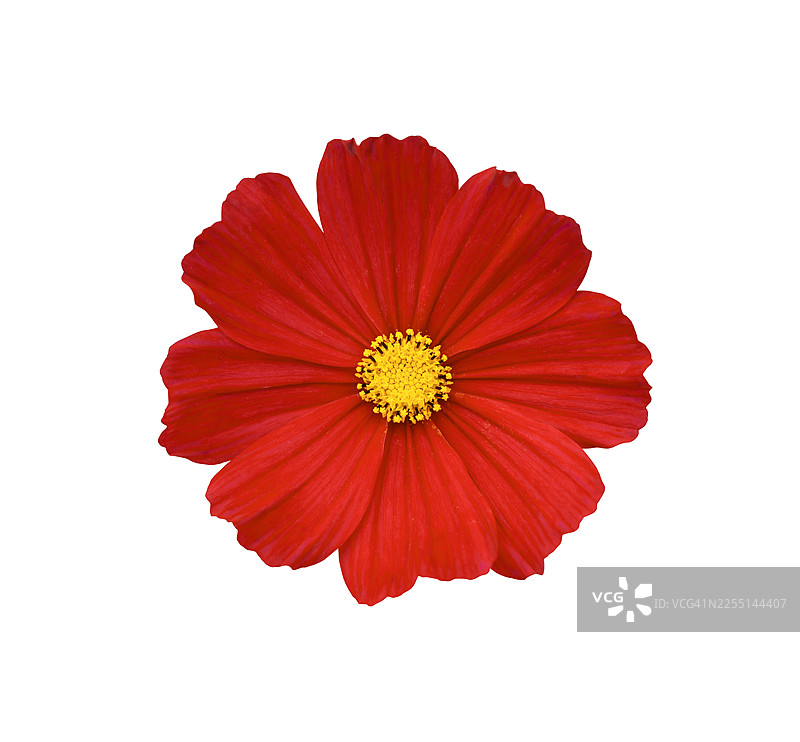 精致的红色波斯菊特写，孤立在白色背景上，包含剪贴路径。图片素材
