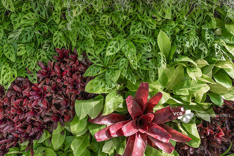 春天，龟背竹和热带植物在墙上。图片素材
