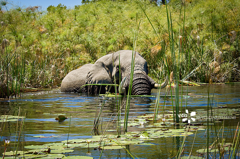非洲象在博茨瓦纳奥卡万戈三角洲湿地洗澡图片素材