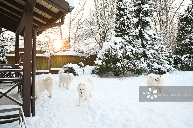 冬日花园图片素材