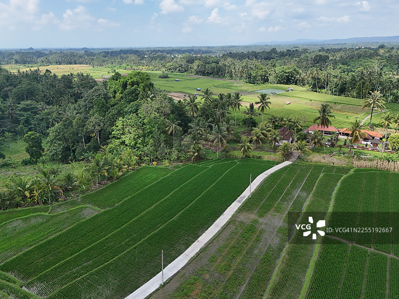 巴厘岛塔巴南的稻田图片素材