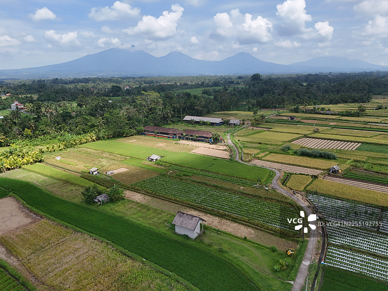巴厘岛塔巴南的稻田图片素材