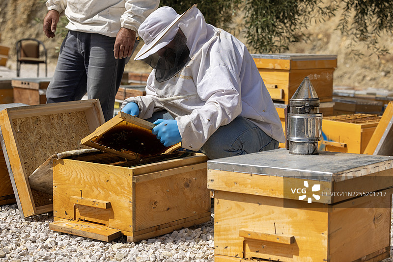 穿着防护服在户外与蜂箱和蜜蜂打交道，作为可持续养蜂和农业活动的一部分收获蜂蜜图片素材